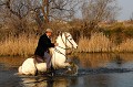  chevaux,camargue,france. 