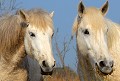 chevaux,camargue,france. 