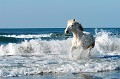  cheval,camargue,france. 