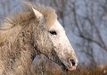 cheval,camargue,france. 