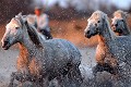  chevaux,camargue,france. 