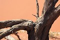 sossusvlei,namibie,afrique. 
