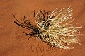  sossusvlei,desert,namib,namibie,afrique. 