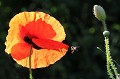  insecte,coquelicot. 