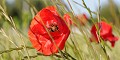  coquelicots. 