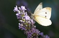 Ce papillon (Piéride de la Rave) est une femelle (présence de deux points noirs). Période de vol d'avril à septembre. papillon,pieride,rave. 