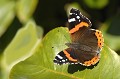 Ce papillon (Vanessa atalanta) se rencontre dans les prairies et les vergers de l'hémisphère nord tempéré. Il se nourrit du nectar des fleurs, ainsi que du jus des fruits mûrs ou pourris tombés à terre. Période de vol : d'avril à juillet. papillon,vulcain,vanessa,atalanta. 