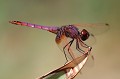 (Trithenis annulata) Cette libellule est aussi appelée "Purpurine". libellule,dragon,rouge,malaisie,purpurine. 