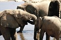 elephants,etosha,namibie,afrique. 