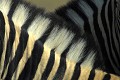  zebres,etosha,namibie,afrique. 