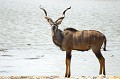  koudou,male,etosha,namibie,afrique. 
