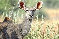  koudou,femelle,etendeka,mountain,namibie,afrique. 