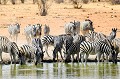  zebres,etosha,namibie,afrique. 