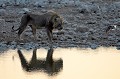  lion,etosha,namibie,afrique. 