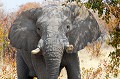  elephant,namibie,afrique. 