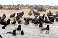 Les otaries vivent entassées sur la plage. Chaque jour une otarie consomme une quantité de nourriture correspondant à 8 % de son poids. Chaque année, ce sont des milliers de tonnes de poissons qui sont englouties, engendrant des conflits avec les pêcheurs namibiens. L'élimination contrôlée des otaries est autorisée... otaries,cap,cross,namibie,afrique. 