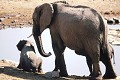  elephants,etosha,namibie,afrique. 