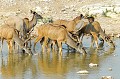  koudous,femelles,etosha,namibie,afrique. 