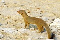 (Galerella sanguinea) La Mangouste rouge appelée aussi Mangouste svelte habite les savanes et les régions semi-désertiques d'Afrique australe. Elle se nourrit de rongeurs, oiseaux, reptiles, insectes, charognes et oeufs. La femelle donne naissance à une portée de 1 à 3 petits après une gestation de 60 à 70 jours. mangouste,rouge,namibie,afrique. 