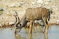  koudou,etosha,namibie,afrique. 
