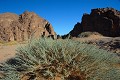 C'est une plante que l'on trouve couramment dans cette région saharienne. Les Touaregs l'utilisent pour parfumer le thé, mais en font aussi commerce. L'armoise intéresse l'industrie pharmaceutique... armoise,sahara,tassili,n ajjer,algerie. 
