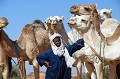 Les Touaregs ont longtemps fait commerce du sel et des épices, utilisant les dromadaires pour transporter les marchandises. Aujourd'hui ils élèvent ces animaux pour leur viande ou pour promener les touristes... touaregs,dromadaires,sahara,algerie. 
