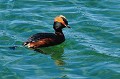 (Podiceps auritus) Le Grèbe esclavon - ici avec son plumage nuptial - niche sur le bord des lacs et des étangs. Il se nourrit d'insectes qu'il capture à la surface de l'eau. Il construit un nid flottant avec des plantes aquatiques. Une nichée par an (entre mai et septembre) : 3 à 6 œufs. grebe,esclavon,myvatn,islande. 