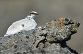 (Lagopus muta) Adulte mâle, sédentaire, vit sur des terrains pierreux à végétation rare. lagopede,alpin,islande. 