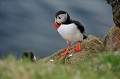 (Fratercula arctica) Le Macareux est peu farouche et curieux, marche et sautille d'une manière comique et malhabile, en dodelinant de la tête... macareux,moine,latrapjarg,islande. 