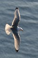 (Rissa tridactyla) Cet oiseau de mer se nourrit de petits poissons qu'il pêche lui même ou dérobe aux sternes, guillemots et autres macareux... mouette,tridactyle,latrapjarg,islande. 