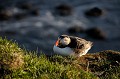 (Fratercula arctica) Comme il est dans sa période de reproduction, le Macareux moine vit sur la terre ferme et se repose au bord de la falaise. Habituellement, il vit en mer, dormant au milieu des vagues, ce qui le rend vulnérable aux dégazages, aux marées noires... macareux,moine,latrapjarg,islande. 