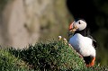 (Fratercula arctica) Macareux moine. macareux,moine,latrapjerg,islande. 