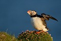 (Fratercula arctica) Posé sur un tapis rose d'arméries maritimes, le Macareux moine est un joli oiseau, très coloré, un peu malhabile, mais tellement attachant. Son regard triste et mélancolique lui attire l'affection et l'admiration de tous les amis des oiseaux... macareux,moine,latrapjarg,islande. 