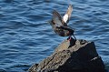 (Cepphus grylle) Le Guillemot à miroir vit près des côtes et niche sur des falaises rocheuses ou des rivages sableux. Il se nourrit de petits poissons et crustacés. guillemot,miroir,islande. 