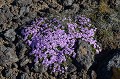 (Silene acaulis) Le silène acaule, appelé parfois "mousse fleurie" est une plante vivace rampante qui se joue des sols les plus ingrats, les déserts de sable noir, les champs de lave... Elle apporte aux paysages minéraux parfois un peu sombres et lugubres, une touche de fraîcheur, une palette de couleurs, variant du blanc au pourpre en passant par le rose... silene,acaule,mousse,fleurie,islande. 