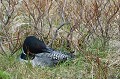 (Gavia immer) Oiseau de grande taille, le Plongeon imbrin se distingue par un ventre blanc et un dos orné d'un dessin en damier noir et blanc. Il pose son nid sur les rives ou les îlots d'un lac. La femelle dépose en général deux œufs. La période d'incubation dure environ 30 jours et est assurée par les deux parents. plongeon,imbrin,islande. 
