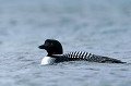 (Gavia immer) Le Plongeon imbrin capture ses proies sous l'eau, à une profondeur de 10 à 12 mètres. Il se nourrit d'espèces marines (morue, hareng, églefin, merlan, grondin...) mais aussi d'espèces d'eau douce (gardon, poisson-chat, truite, saumon...). La population européenne de cet oiseau est estimée à 300 couples et fait l'objet d'une protection par la Convention de Berne depuis 2002... plongeon,imbrin,islande. 