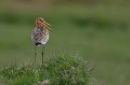 (Limosa limosa) Ce bel oiseau se rencontre dans les prairies humides, les marais herbeux... barge,queue,noire,islande. 