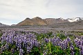  paysage,lupins,islande. 