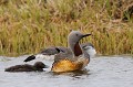 (Gavia stellata) Plongeon catmarin et son petit. plongeon,catmarin,islande. 