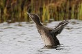 (Gavia stellata) Plongeon catmarin juvénile âgé d'un peu plus d'un mois. plongeon,catmarin,islande. 