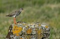 (Tringa totanus) On rencontre cet oiseau dans les marais et prairies humides. Craintif et bruyant. Nid à terre. chevalier,gambette,islande. 