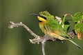 (Merops pusillus) Ce bel oiseau très coloré se nourrit d'insectes. On peut l'apercevoir, en saison sèche, dans les zones herbeuses, proches d'un point d'eau. En période de pluie, il vit dans la savane boisée. guepier,nain,masai,mara,kenya. 