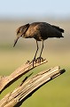 (Scopus umbretta) Cet oiseau de couleur brune posséde une tête en forme de marteau. Il vit dans un milieu humide - étangs, marais, fleuves et rivières - se nourrissant de grenouilles et têtards. Son nid, construit en haut des arbres avec de grosses branches, ressemble à une cabane... ombrette,senegal,masai,mara,kenya. 