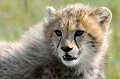  guepard,masai,mara,kenya. 