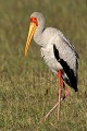 (Mycteria ibis) Cet oiseau se rencontre dans les milieux humides : marais, rivages marins et lacustres. Il pêche en eaux troubles, en fouillant du bec l'eau et la vase, à la recherche de poissons et de grenouilles... tantale,ibis,masai,mara,kenya. 