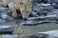  lionne,masai,mara,kenya. 