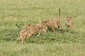  lionceaux,masai,mara,kenya. 