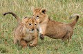  lionceaux,masai,mara,kenya. 