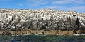 Les Iles Farne accueillent chaque année environ 100 000 couples nicheurs. On dénombre une vingtaine d'espèces. Observation possible du Macareux moine, du Cormoran huppé, de la Mouette tridactyle, du Pingouin torda, du Guillemot de troïl, de la Sterne arctique... iles,farne,angleterre. 